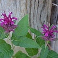 0620BeeBalm2.jpg