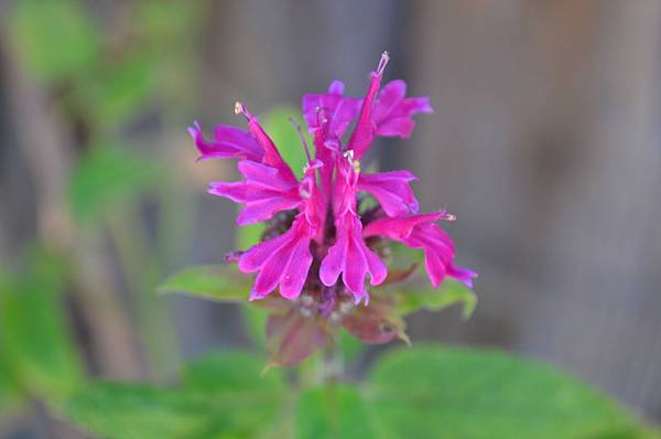 0702BeeBalm1.jpg