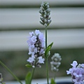 0624Lavendar3.jpg