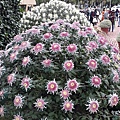 1128FlowerShow7.jpg