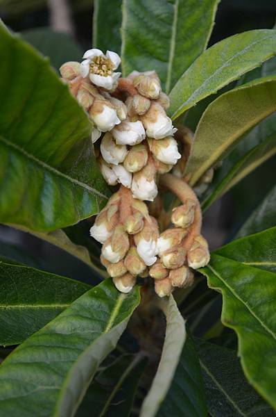 0112Loquat1.JPG