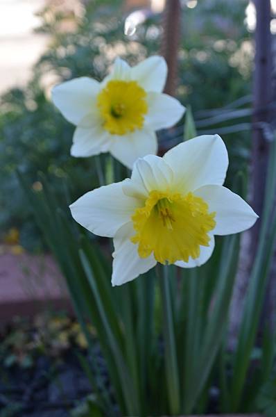 0207Daffodils1.JPG