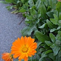 0214Flower1.JPG