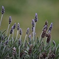 0220Lavender1.JPG