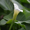 0224Flower1.JPG