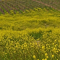 0214Mustard5.JPG