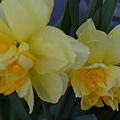 0322Daffodial1.JPG