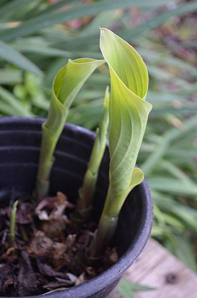 0327Hosta1.JPG