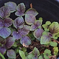 0329Shiso1.JPG