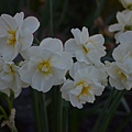 0330Daffodial1.JPG