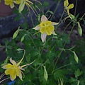 0429Columbine1.JPG