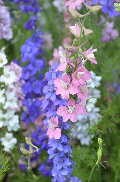 0519Larkspur1.JPG