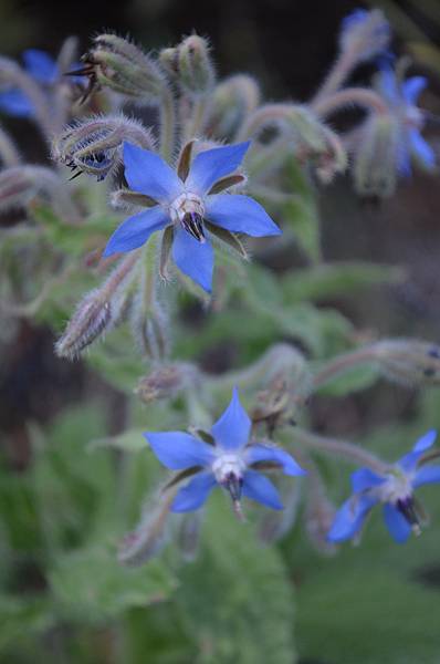 0828Borage1.JPG