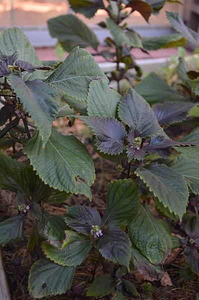 0827Shiso1.JPG