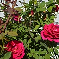 0930Rose1.JPG