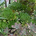 200425Succulent1.JPG