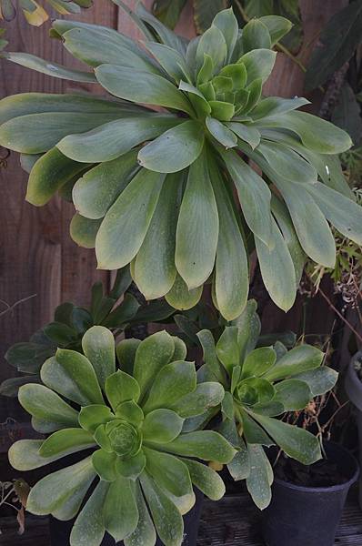 201222Succulent1.JPG