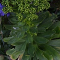 210414Succulent3.JPG