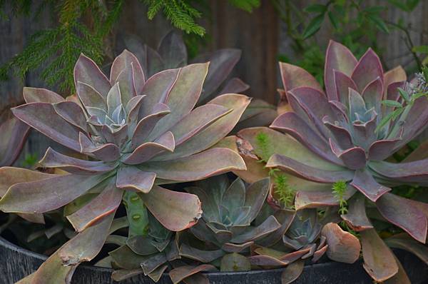 220207Succulent2.JPG