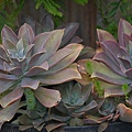 220207Succulent2.JPG