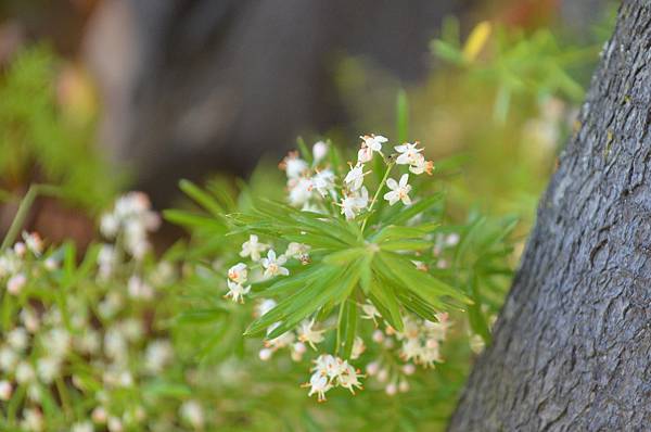 0625WuBamboo1.JPG 0625WuBamboo1.JPG