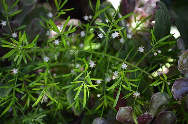 0921WuBamboo1.JPG 0921WuBamboo1.JPG