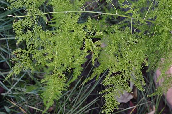 1024WenBamboo1.JPG 1024WenBamboo1.JPG