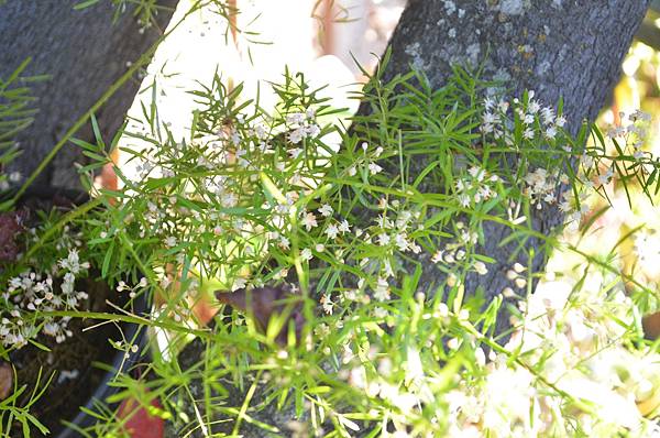 0625WuBamboo2.JPG 0625WuBamboo2.JPG