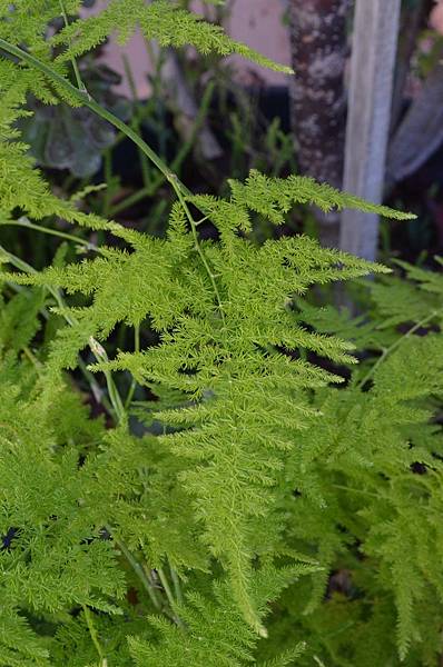 1024WenBamboo2.JPG 1024WenBamboo2.JPG