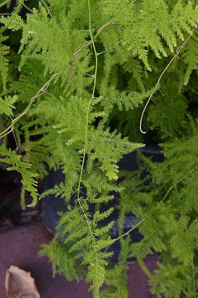 1024WenBamboo3.JPG 1024WenBamboo3.JPG