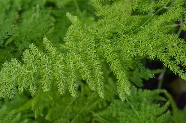 1024WenBamboo5.JPG 1024WenBamboo5.JPG