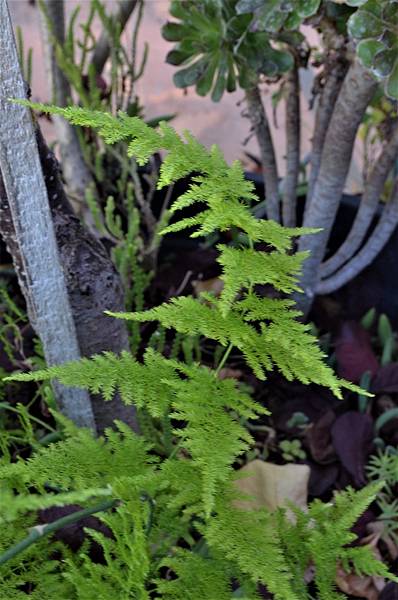 1024WenBamboo4.JPG 1024WenBamboo4.JPG