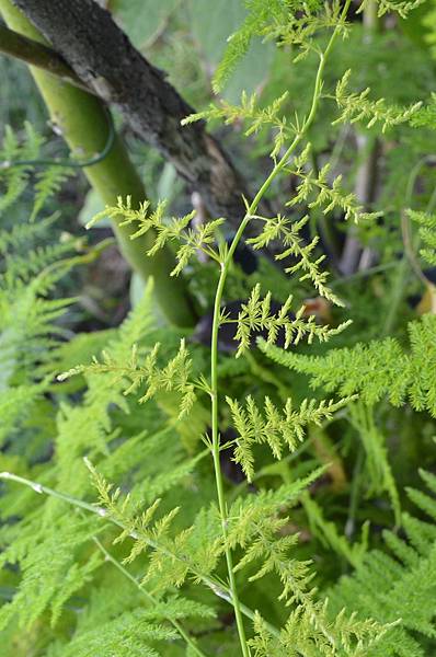 1024WenBamboo6.JPG 1024WenBamboo6.JPG