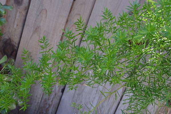 1024WuBamboo1.JPG 1024WuBamboo1.JPG