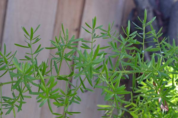 1024WuBamboo2.JPG 1024WuBamboo2.JPG