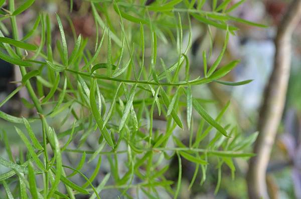 1024WuBamboo5.JPG 1024WuBamboo5.JPG