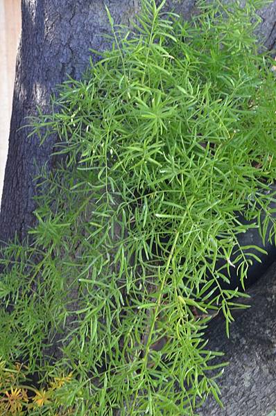 1024WuBamboo4.JPG 1024WuBamboo4.JPG