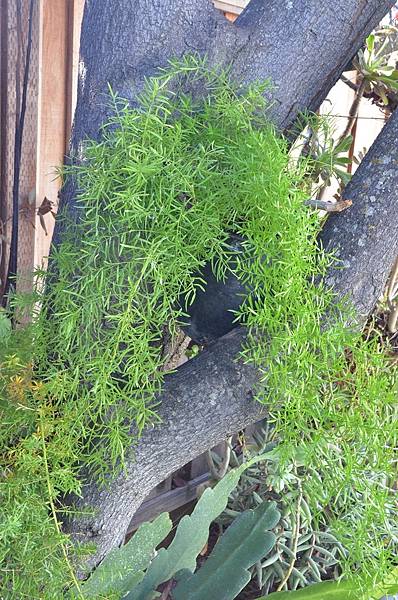 1024WuBamboo3.JPG 1024WuBamboo3.JPG