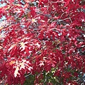 1103Maple1.jpg