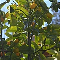 0204Kumquat1.JPG