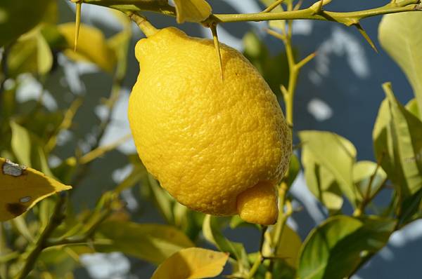 0208Lemon1.JPG