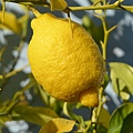 0208Lemon1.JPG