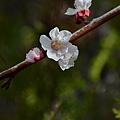 0223Apricot1.JPG