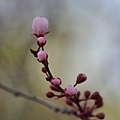 0227RedPlum1.JPG