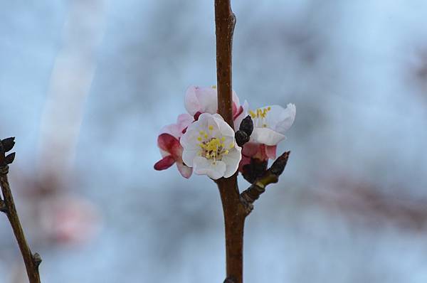 0220Apricot3.JPG