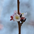 0220Apricot3.JPG