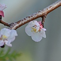 0220Apricot6.JPG