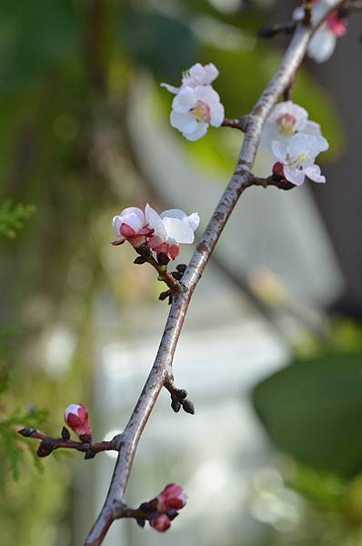 0220Apricot5.JPG