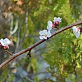 0220Apricot1.JPG