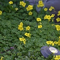 0322Clover1.JPG